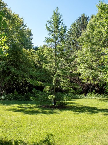 Japanese Larch (Larix kaempferi)
A 25 to 30 foot tree at the end of May